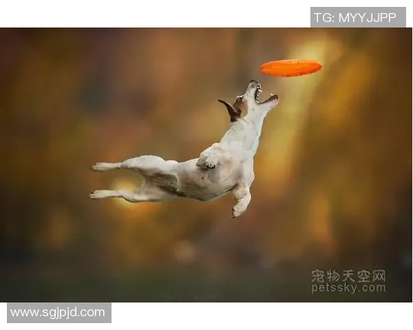 吴娜独家分享飞盘技巧与心得助你轻松掌握飞盘运动的乐趣与魅力